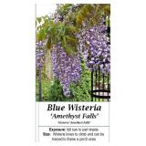 3 Amethyst Falls Blue Wisteria Vine Plants