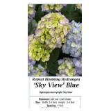 3 Rebloomer Sky View Light Blue Hydrangea Plants