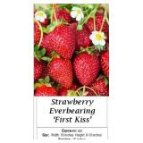 12 Everbearing First Kiss Strawberry Plants
