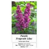4 Sensation Bicolor Purple-White Lilac Plants