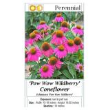 10 Pow Wow Wildberry Purple Coneflower Plants