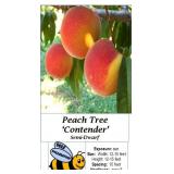 3 Contenter Freestone Peach Trees
