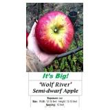 3 Wolf River Apple Trees