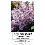 3 Fragrant Dwarf Pink Miss Kim Lilac Plants