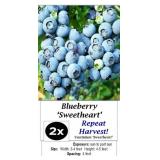 6 Double Pick Sweetheart Blueberry Plants