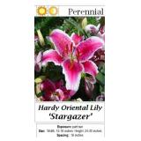 6 Oriental Fragrant Stargazer Pink Lily Plants