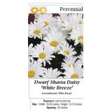 10 White Breeze Shasta Daisy Plants