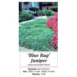 6 Blue Rug Spreading Juniper Plants
