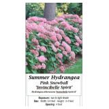 3 Invincibelle Spirt Pink Sun Hydrangea Plants