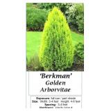 3 Berkman Gold Arborvitae Plants