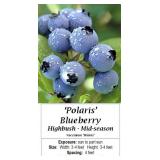 6 Polaris Blueberry Plants