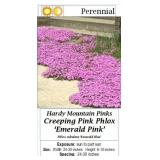 6 Mountain Pinks Pink Creeping Phlox Plants