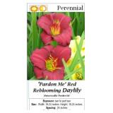 6 Rebloomer Pardon Me Red Daylily Plants