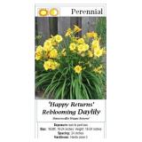 6 Rebloomer Happy Returns Yellow Daylily Plants