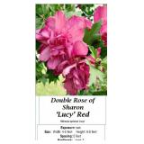 3 Red Lucy Rose of Sharon Plants