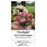 3 Firelight Red Sun Hydrangea Plants