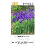 5 Caesar Purple Siberian Iris Plants