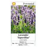 5 Fragrant Super Blue Lavender Plants