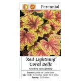 6 Red Lightning Coral Bell Plants