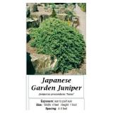 Japanese Garden Spreader Juniper Plants