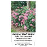 4 Ruby Pink Invincibelle Sun Hyrdangea Plants