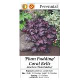 5 Plum Pudding Coral Bell Plants