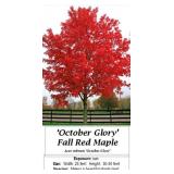 2 October Glory Fall Red Maple Trees