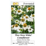 10 Pow Wow White Coneflower Plants