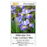 5 Cape Cod Boys Blue Siberian Iris Plants