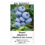 6 Big Bonus Blueberry Plants