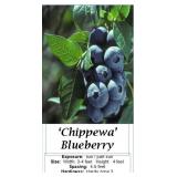 6 Chippewa Blueberry Plants