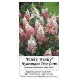 Pinky Winky Sun Hydrangea Tree