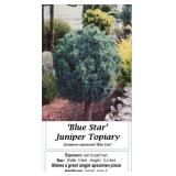 Blue Star Topiary Juniper Plant