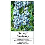6 Jersey Blueberry Plants