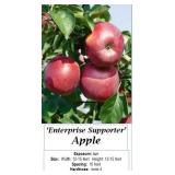 3 Enterprise Supporter Apple Trees