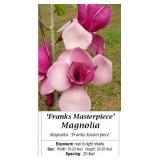 Franks Masterpiece Pink Purple Magnolia Tree