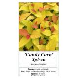 5 Candy Corn Spirea Plants