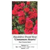 3 Dwarf Cinnamon Hearts Red Rose Plants