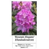 2 Rosy Pink Rhododendron Plants