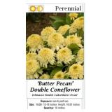 5 Double Coded Butter Pecan Coneflower Plants