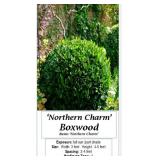 5 Northern Charm Boxwood Plants