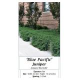 6 Blue Pacific Spreader Juniper Plants