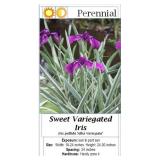 5 Purple Variegated Iris Plants