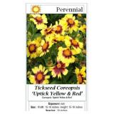 10 Yellow & Red Coreopsis Plants