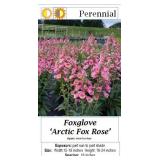 6 Arctic Rose Fox Foxglove Digitalis Plants