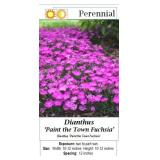 5 Paint the Town Fuchsia Purple Dianthus Plants
