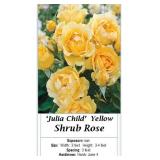 3 Julia Child Hasslefree Yellow Rose Plants