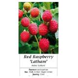 6 Latham Everbearing Red Raspberry Plants