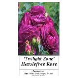 3 Twilight Zone Hasslefree Purple Rose Plants