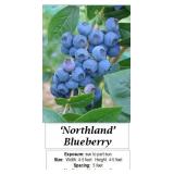6 Northland Blueberry Plants